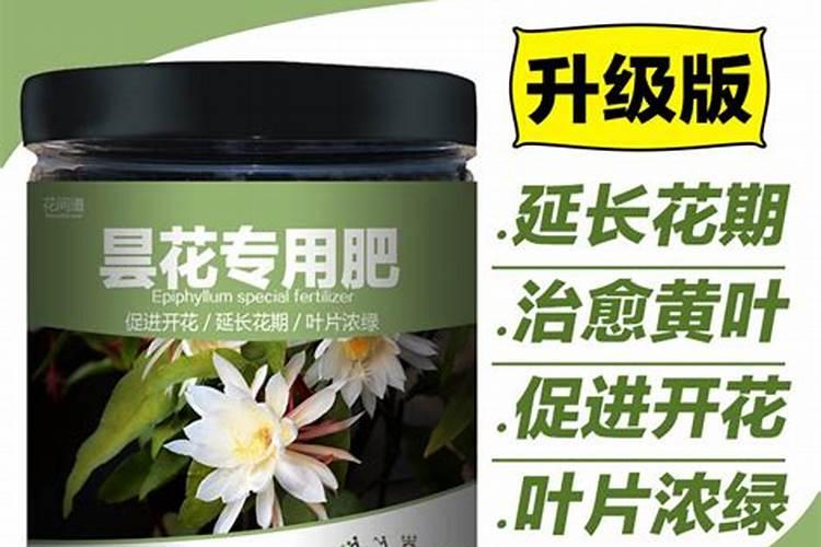 怎样让假昙花出花苞