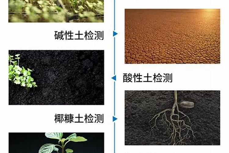 发财树施什么肥好,发财树怎样施肥/以氮肥为主