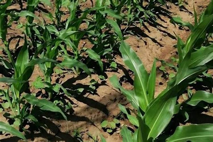 茴香种植时间和方法 高产栽培技术与管理措施