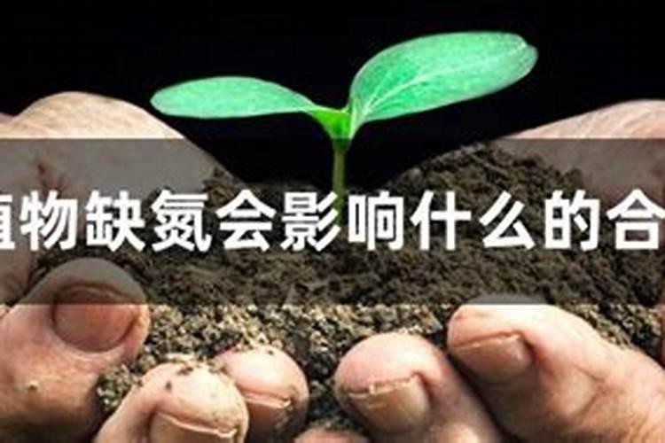 植物缺氮及氮素过多的主要症状是什么？