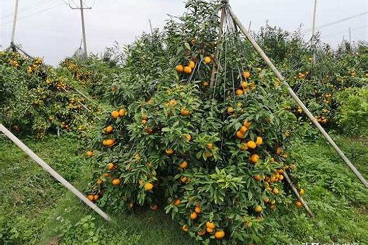 沃柑膨果期管理要点