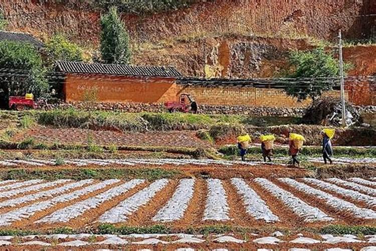 种植土豆用什么化肥