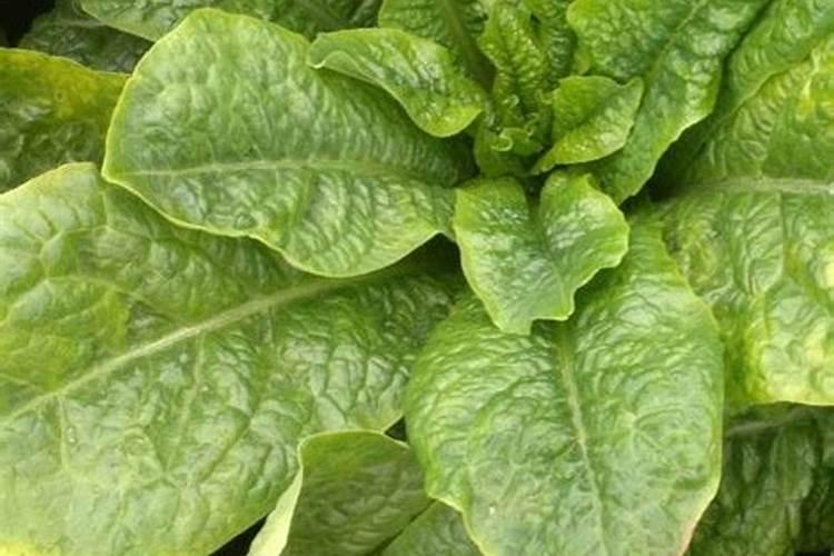 种植莴笋需谨记,怎样才不会烂茎干呢？