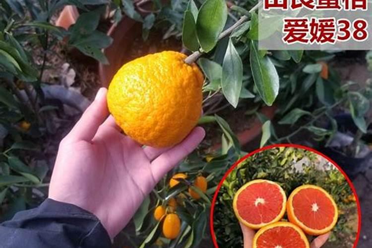 耙耙柑采收前可以喷高钾肥不