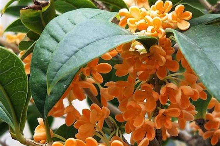 八月桂花树怎么养才长得好呢八月桂花树的养殖方法