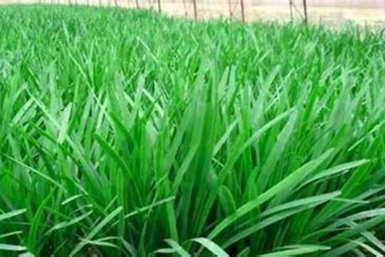 大蒜喜欢什么肥料最好