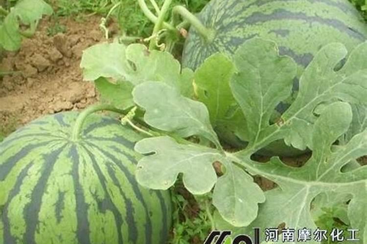 什么是磷钾养分恒量监控施肥技术？