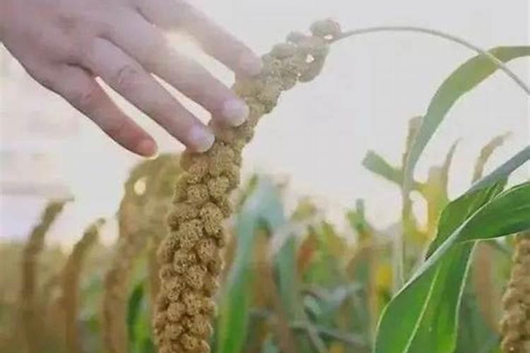 求谷子种植技术