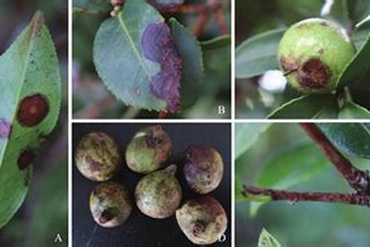 油茶开花时期应该喷何种叶面肥？