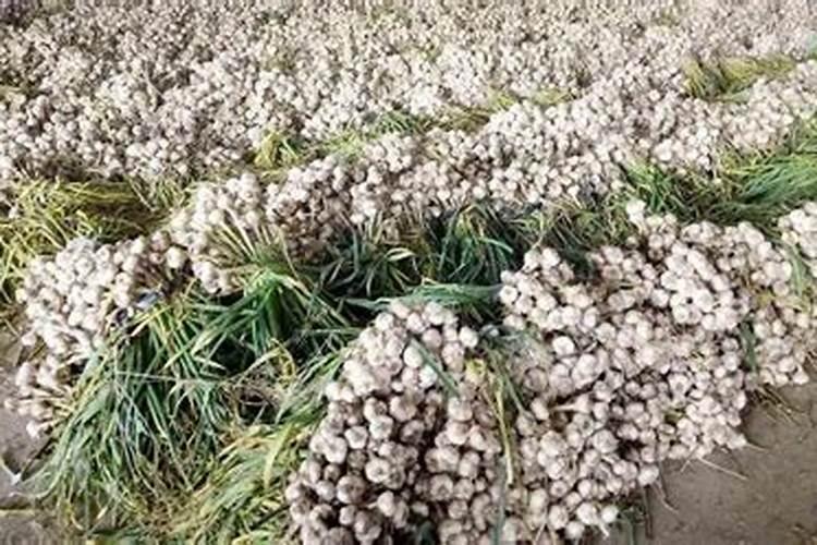 叶面喷施硼肥的最佳时间 硼肥应该怎么用