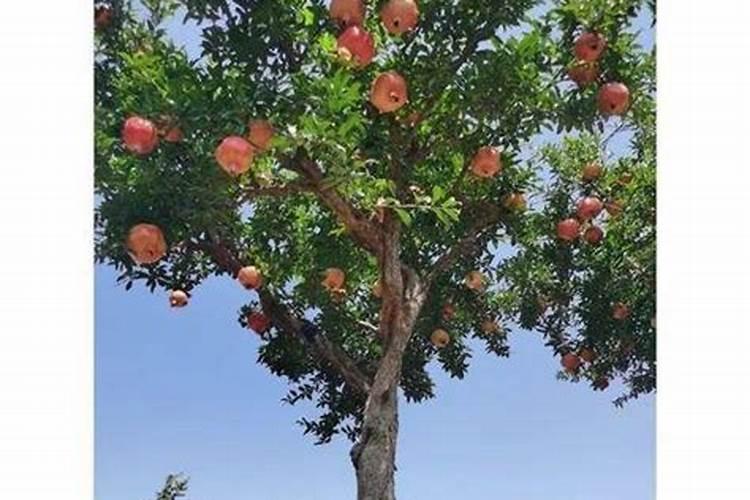 麦芽糖由什么和什么脱水缩合而成