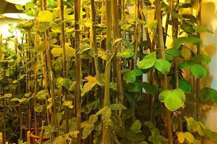 盐湖钾肥价格盐湖钾肥为什么亏损