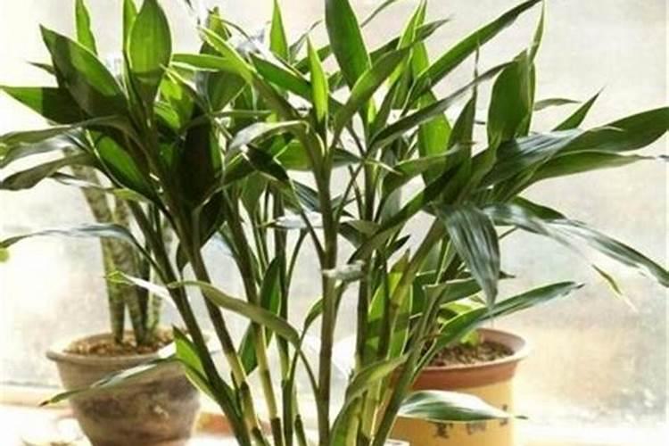 桂花树叶片上是什么虫？如何防治？