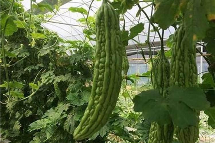 硅肥营养液怎么用 液体硅肥的使用方法