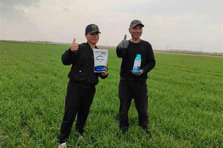 用什么肥料让松树长得快
