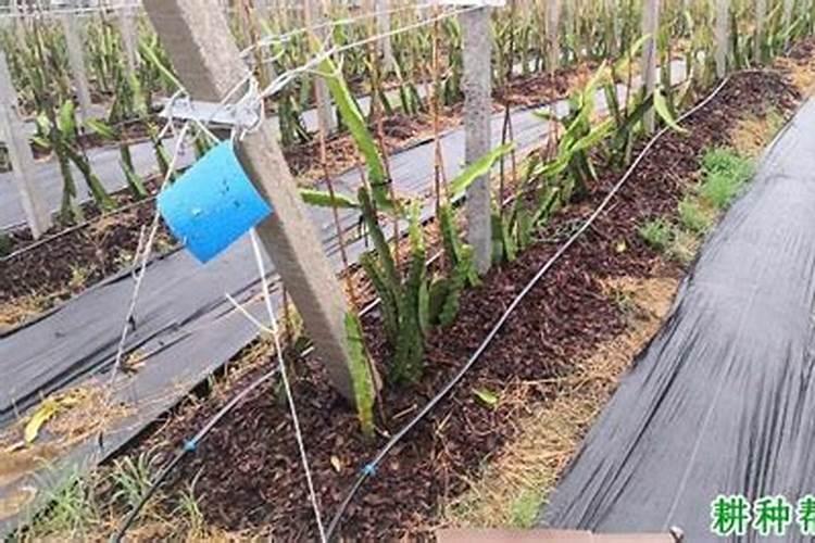 火龙果怎样施肥最合理