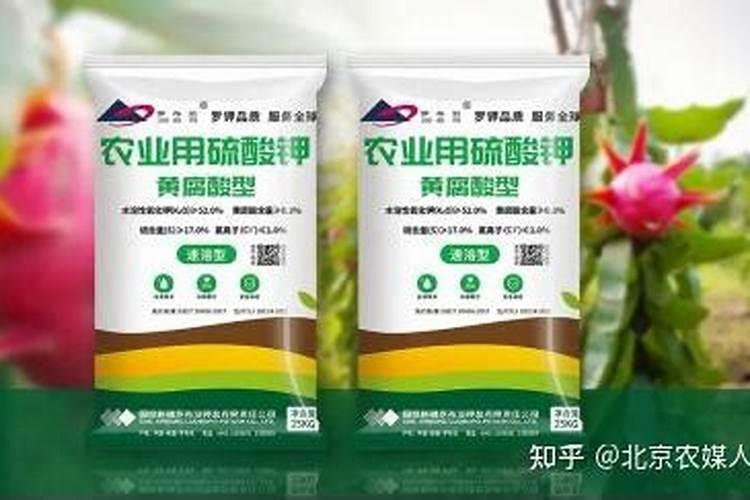 火龙果要种多少深？