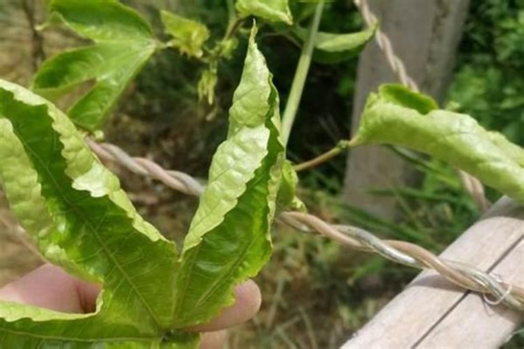 黄豆豆荚直接增绿的产品叫什么