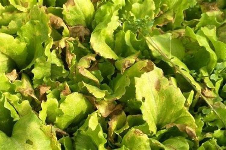 夏天棉花施肥方法和时间 夏天棉花施肥用什么方法和时间如何安排百度...