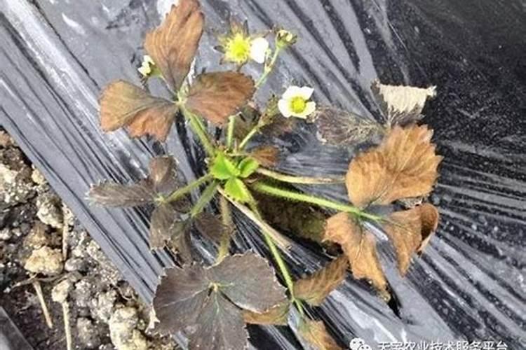 氢氧化铜可以和别的药混用么