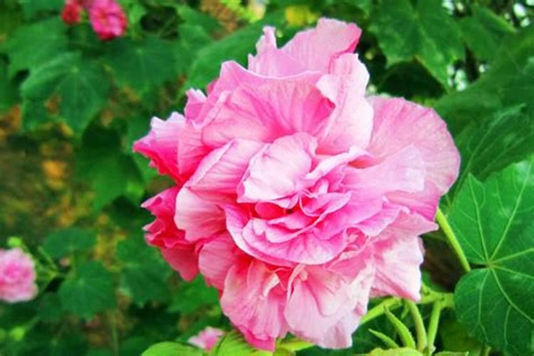 芙蓉花浇什么肥料合适