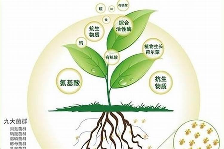 为什么要使用螯合中微量元素,螯合中微量元素选用