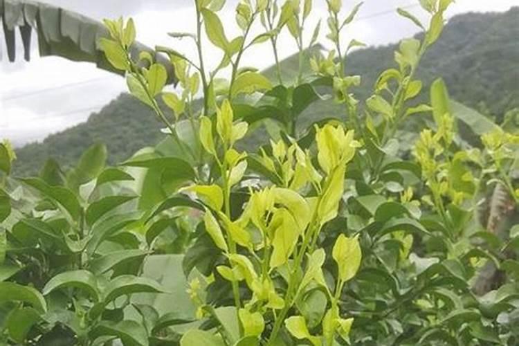 我种了几亩砂糖橘,结果率都不太高 有什么办法可以提高坐果率？