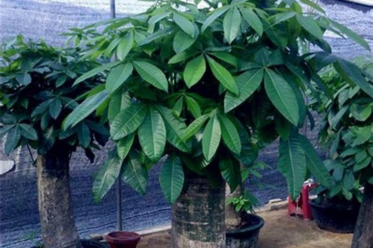 山茶花怎么施肥,山茶花怎么施肥？