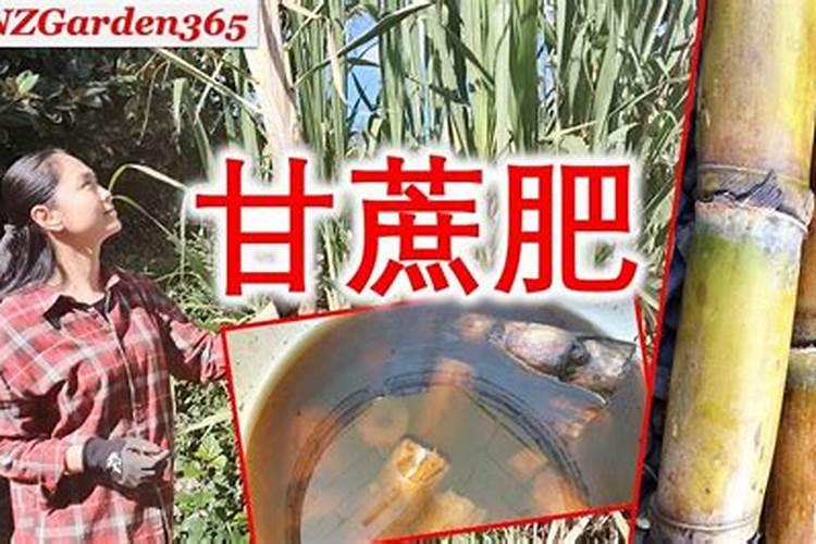 甘蔗壮尾肥如何施？谢谢