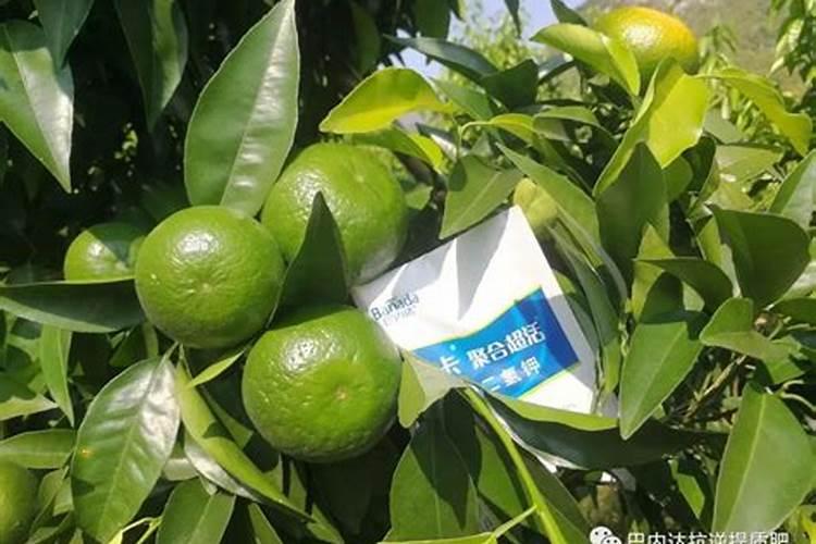 促进开花施什么肥料(果树促花用什么叶面肥好)