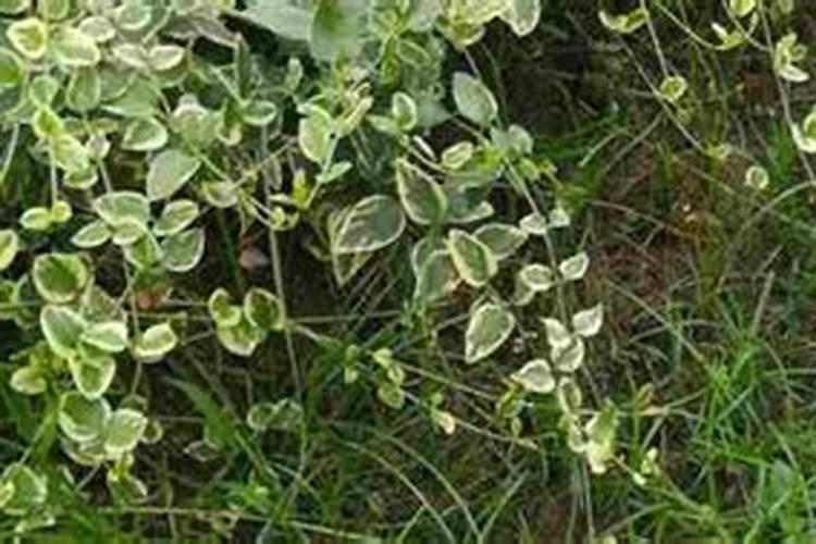 促进开花施什么肥料(果树促花用什么叶面肥好)