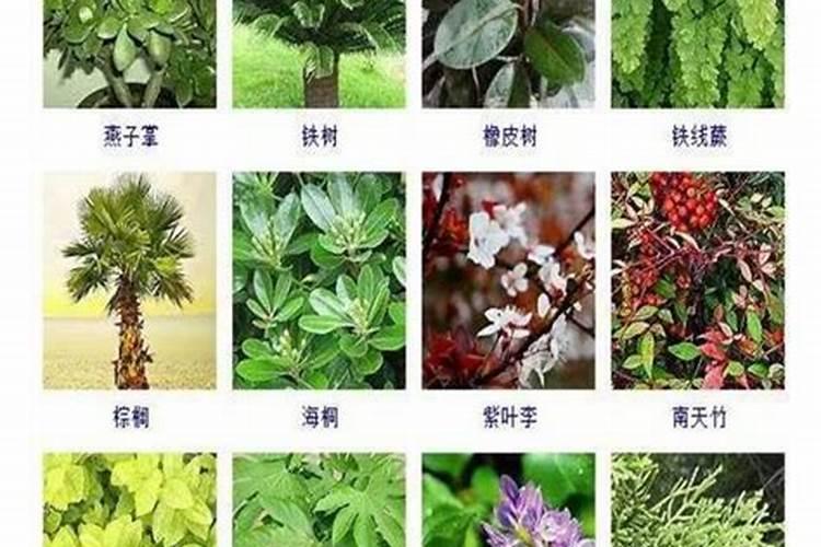 观叶植物施什么肥最好