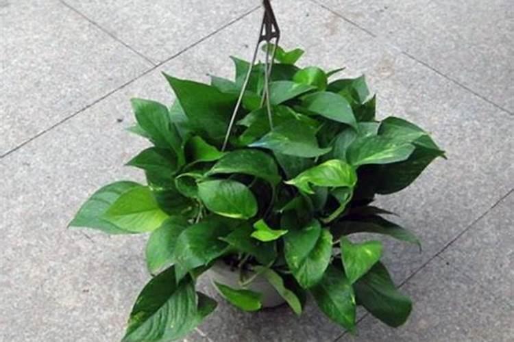 观叶植物如何施肥？