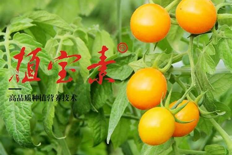 种花生用什么肥料做底肥