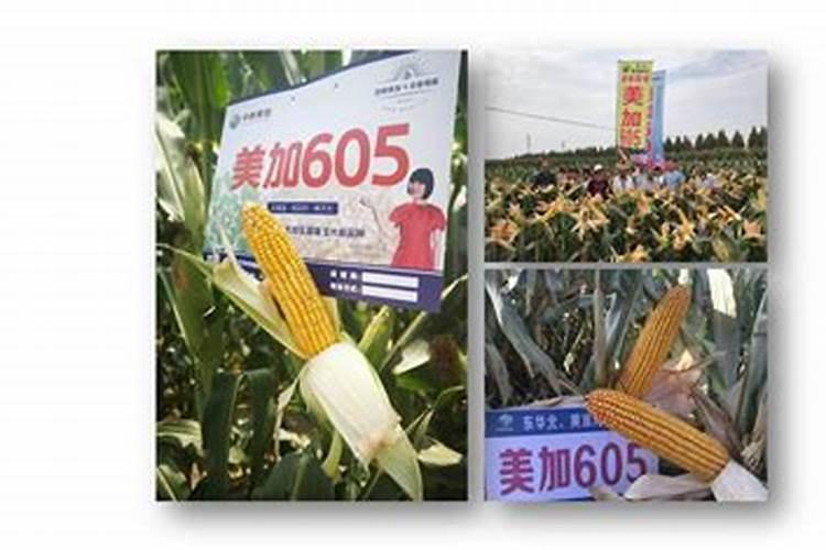 红四方玉米专用复合肥多少钱一吨？