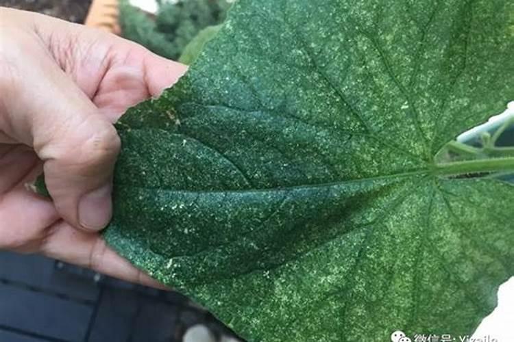 硝态氮和铵态氮的区别