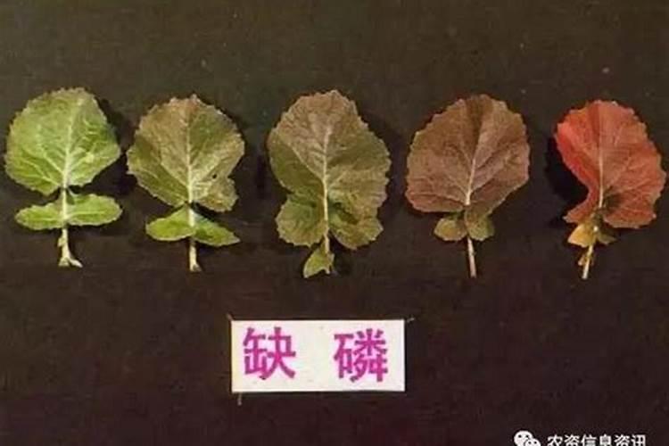 人缺磷会怎么样？