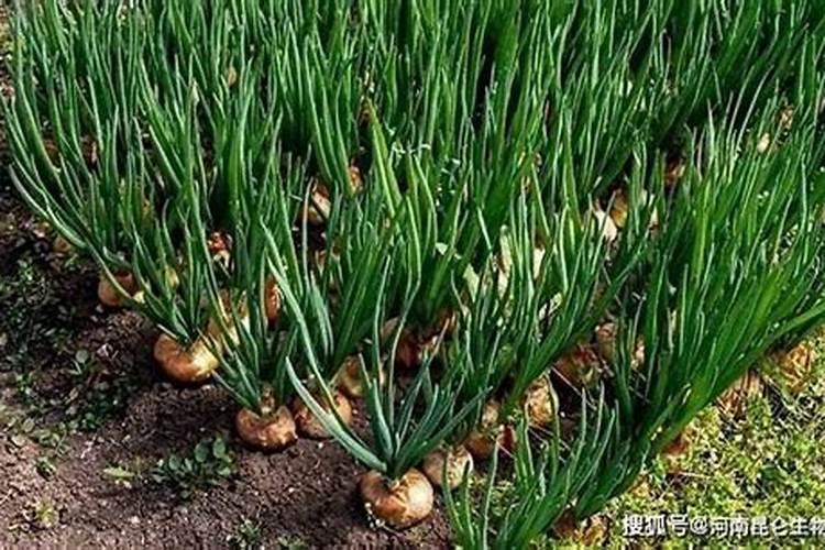 农作物吸收磷肥最多是什么