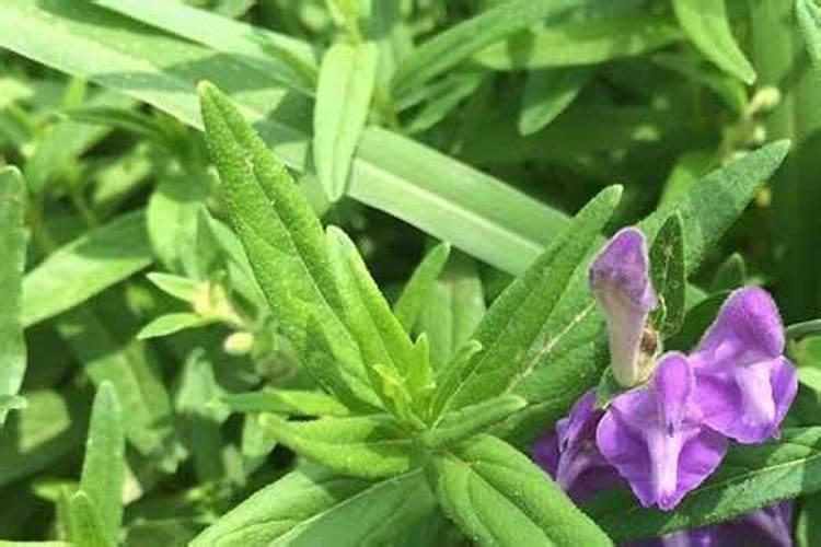 用酸枣套种苦豆子有什么好处？