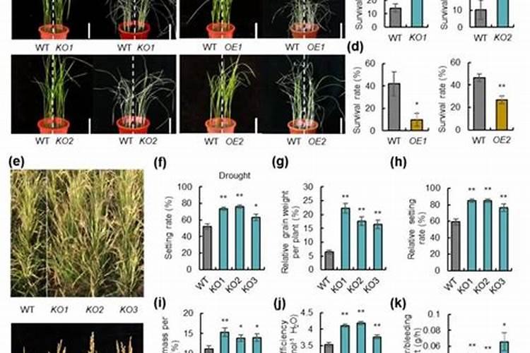 水稻施硅肥应该怎么施？一亩田用多少硅肥？