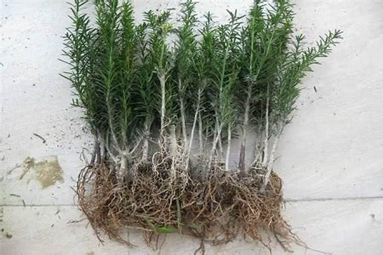 椰糠土可以直接种花吗