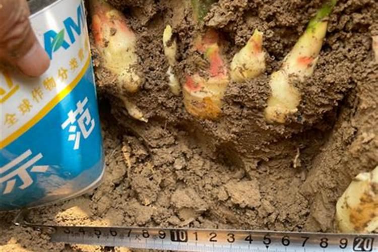 水稻田里出现红色悬浮物是什么