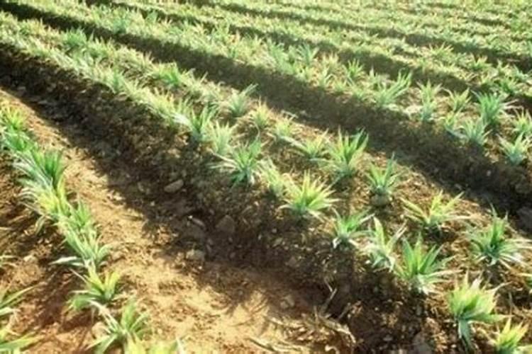 水果菠萝如何合理地施肥呢 水果菠萝施肥方法及时间