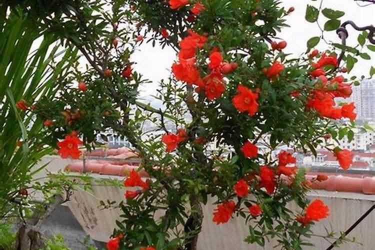 石榴树如何施肥效果好？