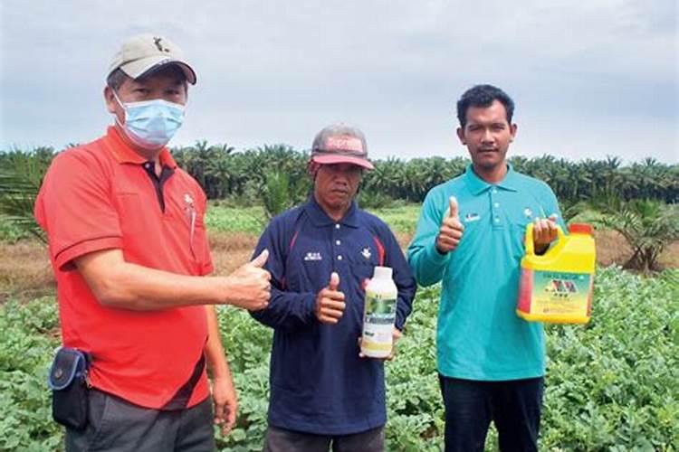 西瓜苗施加哪种叶面肥效果佳