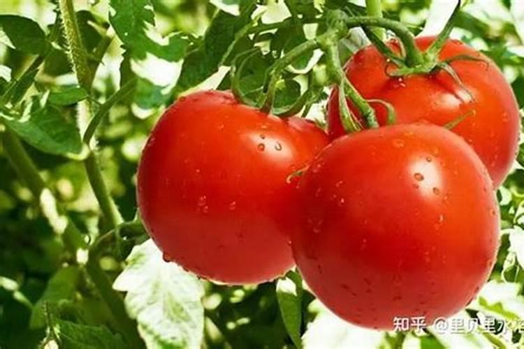 韭菜喷叶面肥用磷酸二氢钾好吗