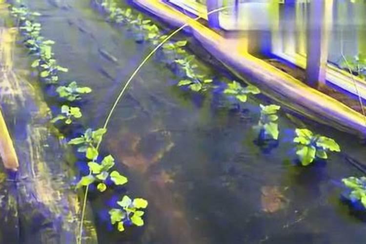 茄子怎么施肥浇水