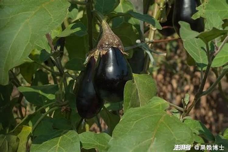 从发的茄子苗适合浇什么肥