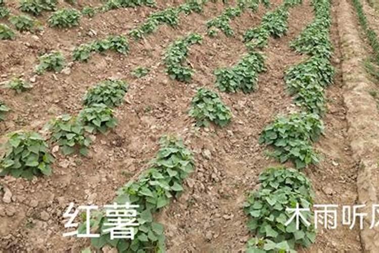 复合肥与有机肥能混在一起用吗