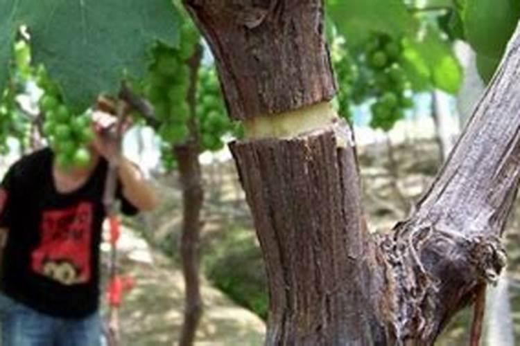 什么肥料施加在果树上能带来最好成效？
